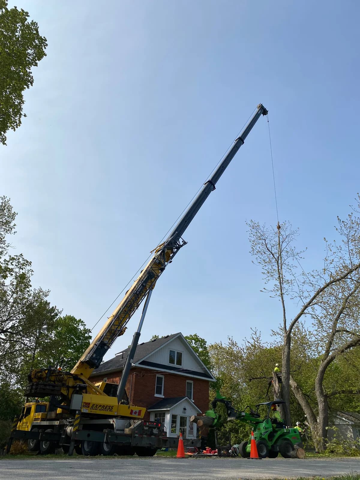 Axe & Wedge Tree Works arborist carefully working on a tree in Simcoe County Ontario