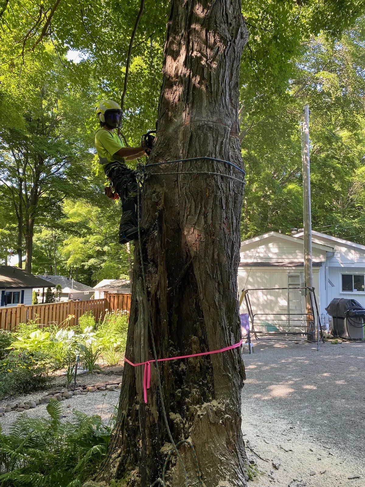 Axe & Wedge arborist in full climbing gear with safety ropes on a large tree in Simcoe County