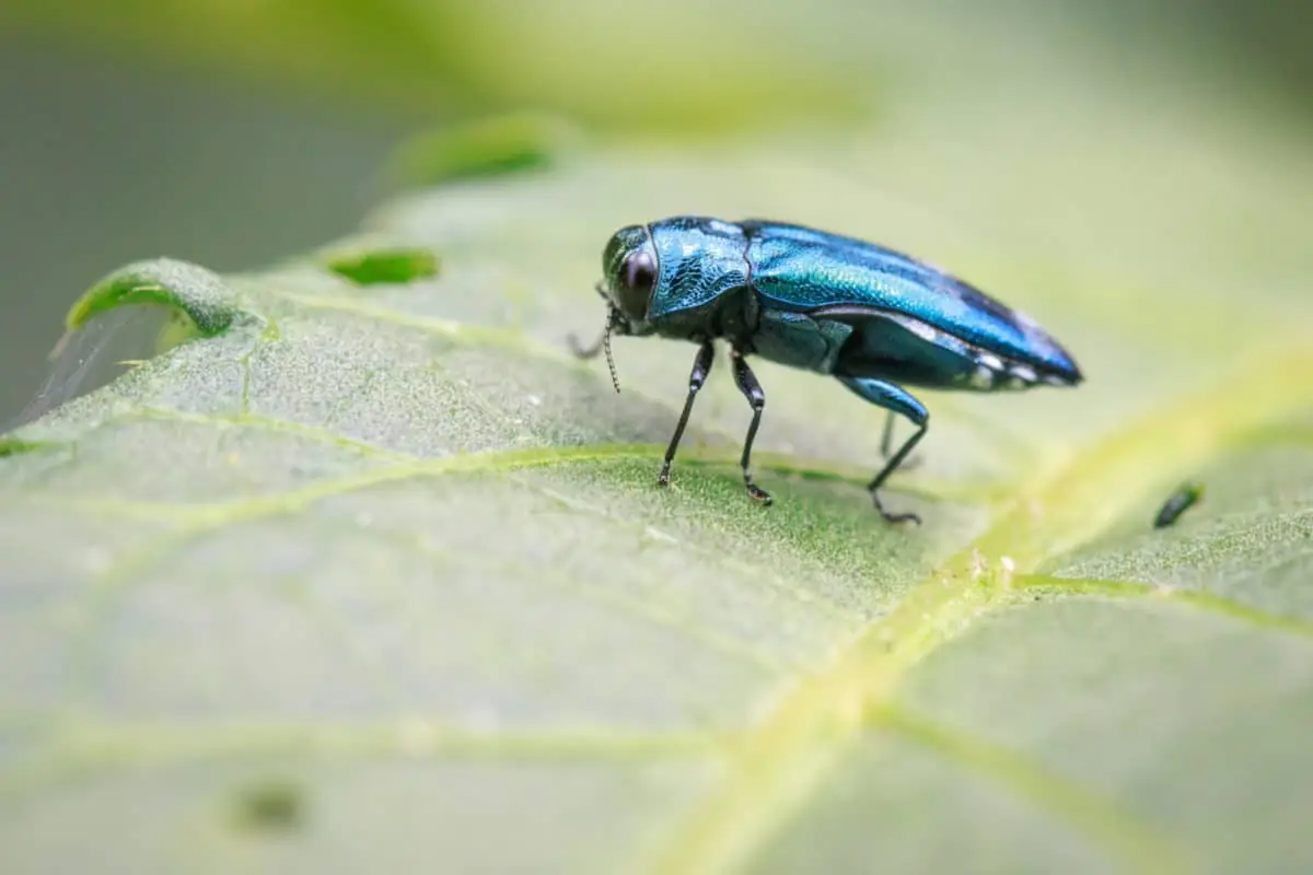 Close-up of an emerald ash borer beetle on a leaf — an invasive species destroying ash trees across Simcoe County Ontario