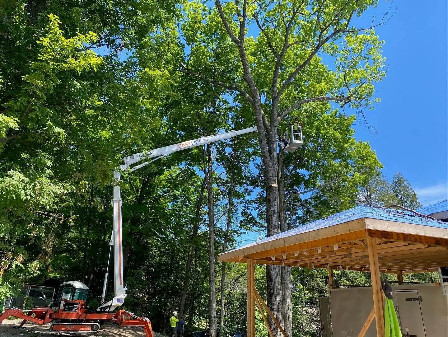 Professional arborist pruning tree branches with proper technique in Simcoe County