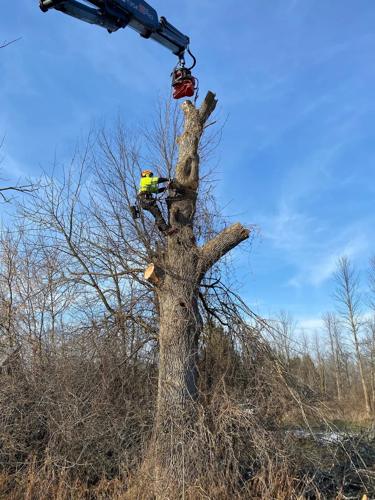Damaged tree showing signs of structural failure and decay requiring removal in Simcoe County