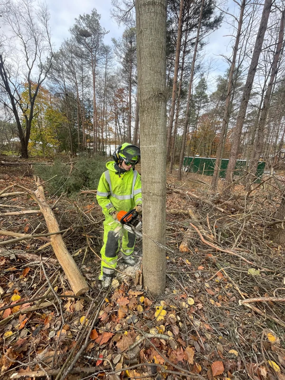 Axe & Wedge arborist performing tree pruning work in Simcoe County Ontario