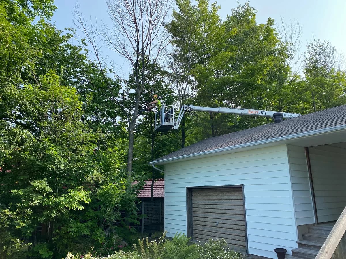 Axe & Wedge crew removing a tree close to a residential structure in Simcoe County Ontario