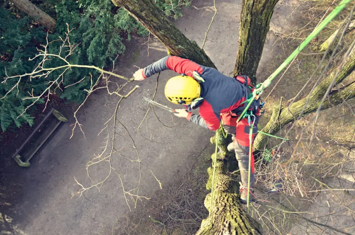 Tree removal crew rigging a large tree away from a house in Simcoe County Ontario