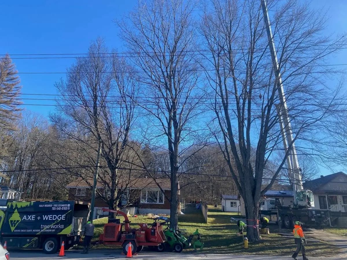 Axe and Wedge Tree Works crew with equipment preparing to remove a large tree at a Simcoe County property