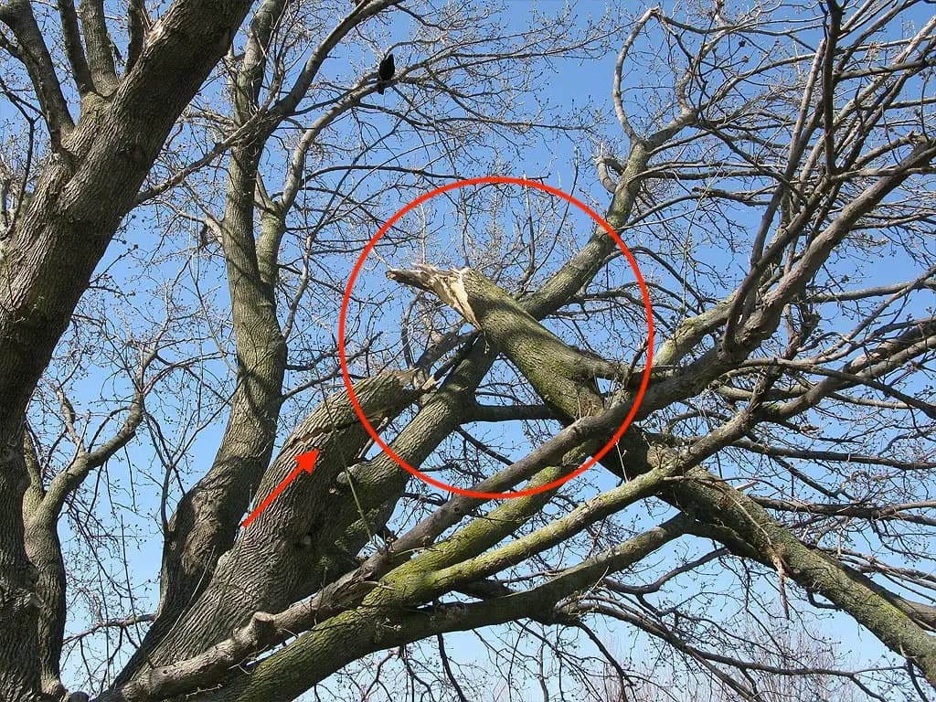Large tree with broken branches after a wind storm in Simcoe County Ontario