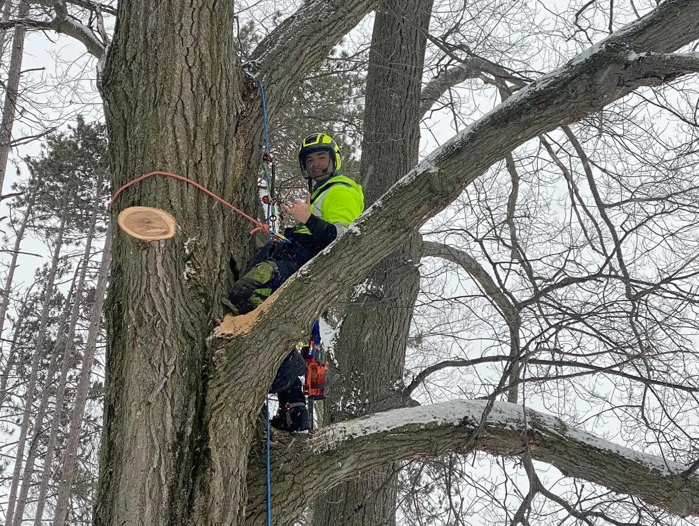 Arborist pruning a deciduous tree in winter while branches are bare in Simcoe County Ontario