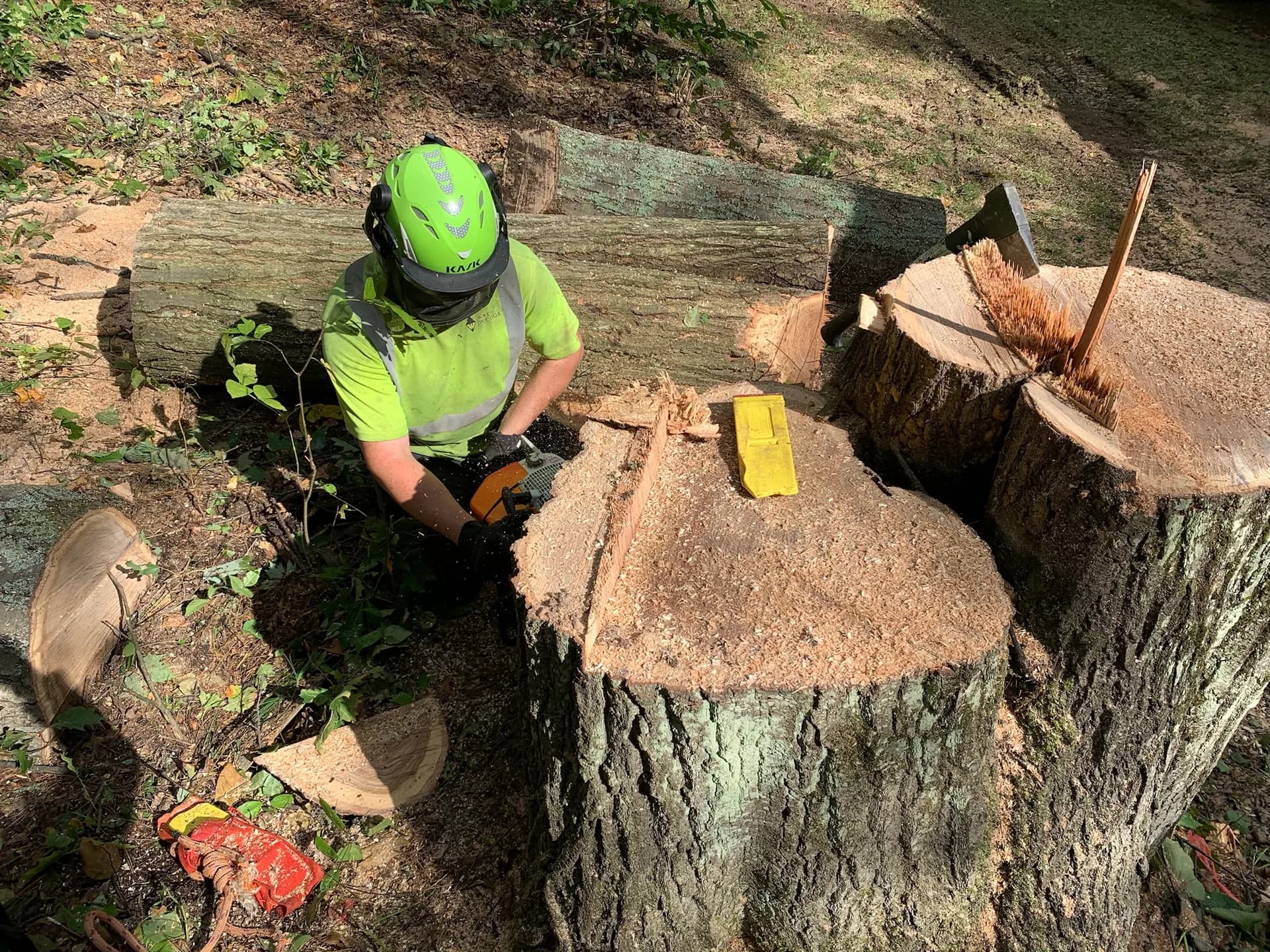 Axe & Wedge Tree Works arborist at work — tree care tips for Simcoe County