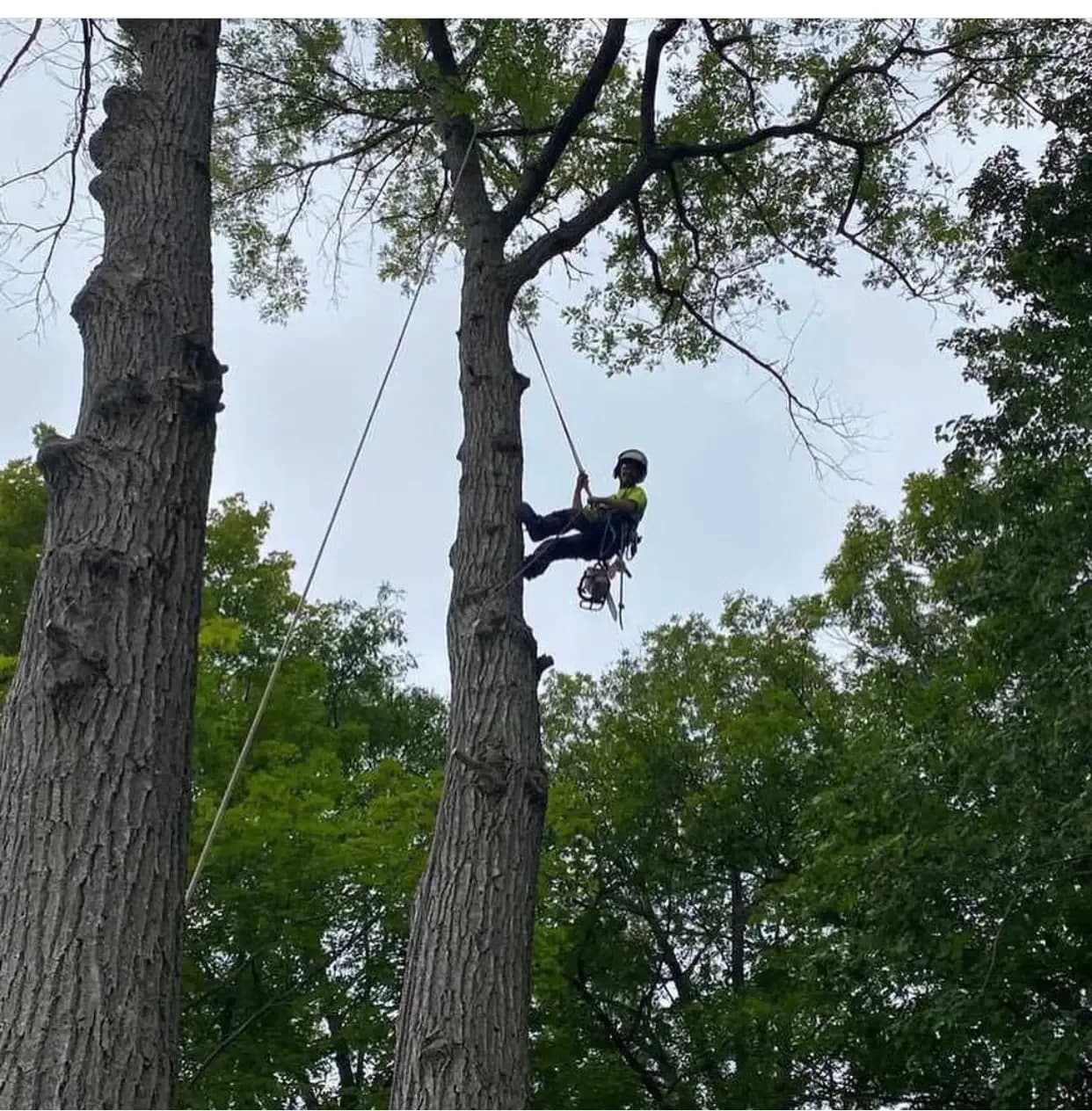 Tree Removal in Simcoe County — Axe & Wedge Tree Works