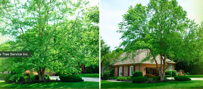 before and after results of pruning a tree in front of a house